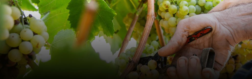Uvas durante la vendimia